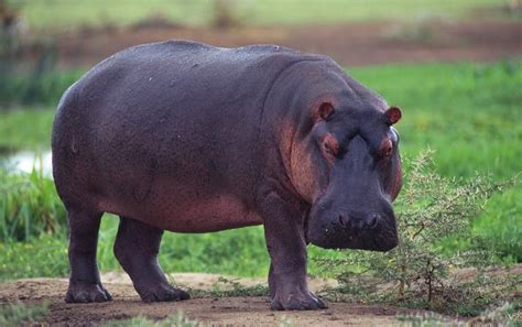 Hippo Dung Fouls Up Freshwater Fisheries Scientific American