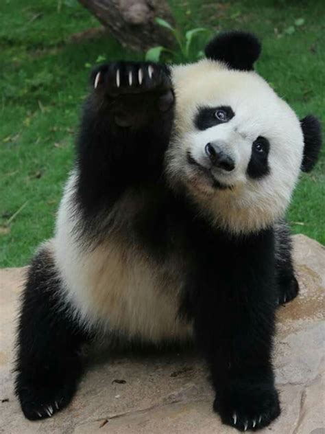 Youhoo Baby Panda Panda Bear Baby Panda Bears