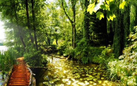 Beautiful Summer 2012 Path In The Forest Wallpapers Hd