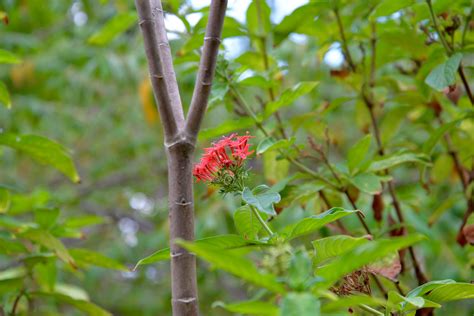 Fotos Gratis árbol Naturaleza Bosque Rama Hoja Flor Fauna