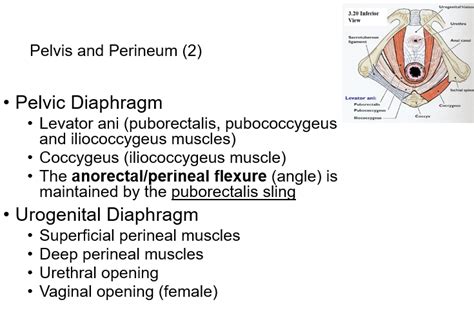 Anatomy Of The Hymen