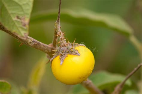 4 phylogenetically speaking, plum belongs to the same genus, which includes white plum, almond, peach, apricot, laurel cherry, cherry and cherry plum fruit that have a pit. Small yellow fruit on tree stock photo. Image of aubergine ...