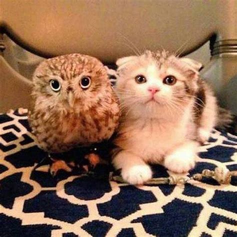Pin By Megan On Cats With Other Animals ️ Cute Animals Baby Owls