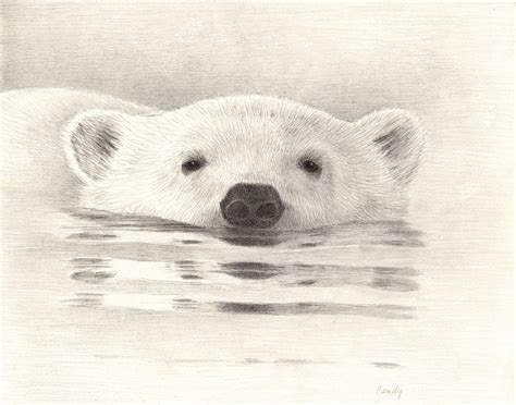 Polar Bear Iv Pencil Drawing By Candy Witcher Polar Bear Art Polar