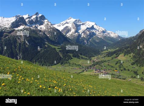 Snow Capped Mountains And Green Meadow Full Of Yellow Wildflowers Stock
