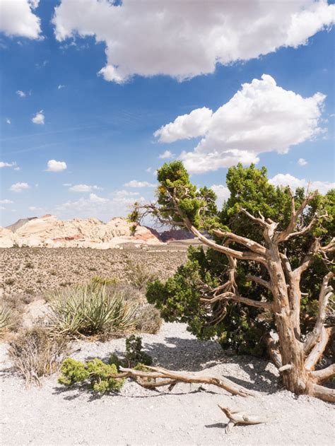 La Mémoire Vive The Mojave Desert And Red Rock Canyon