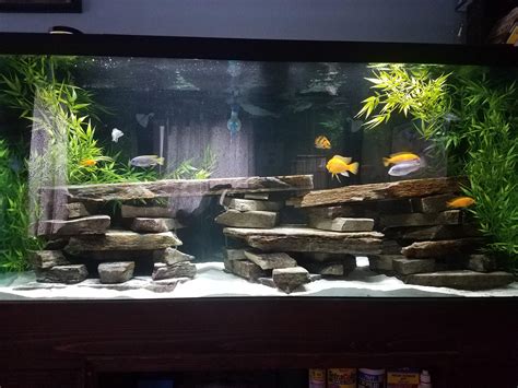 My Newly Re Scapped African Cichlid Tank Aquariums