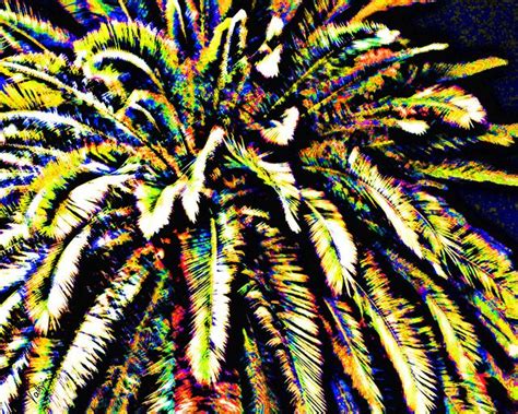 palm tree psychedelia via flickr art photography palm trees photography