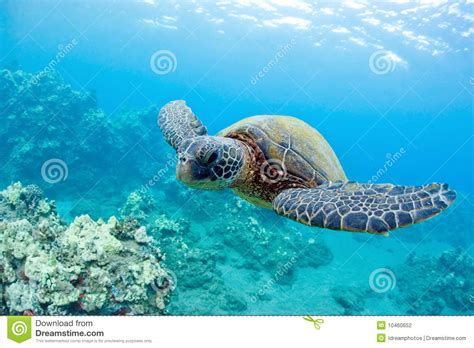 Cute Sea Turtle Stock Photo Image Of Reef Endangered