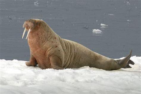 A Walrus On Ice Artic Animals Cute Animals All Animals Pictures Sea