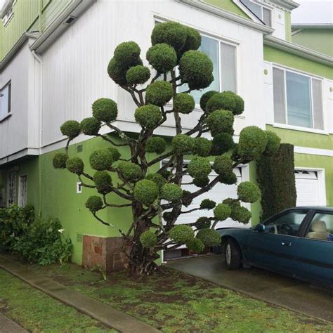 Extraordinary Trees In San Francisco 99inspiration