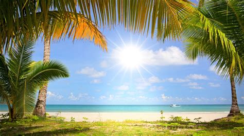 море пальмы солнце пляж загрузить Обои на рабочий стол Mirowo