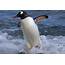 Gentoo Penguin Antarctica