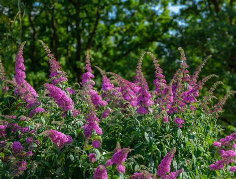 When And How To Cut Back Your Butterfly Bush Backyard Boss