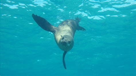 Swim With Dolphins And Seals And Brewhouse Tasting Port Phillip Bay