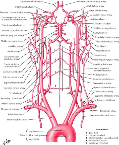 Head And Neck Arteries Arteries Anatomy Medical Anatomy Carotid Artery