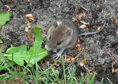 Tree Climbing Habits Of Predators Studied Predator Free Nz Trust