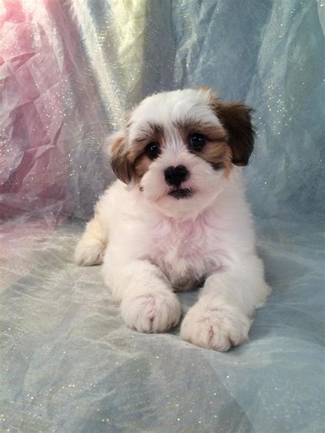 The shorter cut is typically called a puppy cut6 or a teddy bear cut when the puppy cut is accompanied by a fuller, rounder face, resembling a cute and cuddly stuffed animal. Shih Tzu Puppies For Adoption Near Me - The W Guide