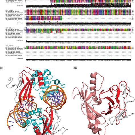 Aberrant Protein Isoforms Deriving From The Runx1 Splice Site Variant