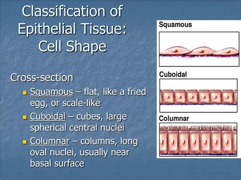 Ppt Tissues Introduction Epithelial Tissue