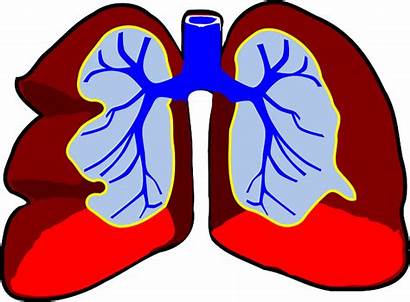 Lungs Human Vector Bronchia Graphic