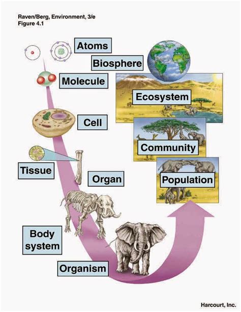 Knowledge Class Levels Of Biological Organization