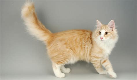 These pigmentless areas can cover most of a cat's body, or just the classic feet, bib, and tail tip. 30 Most Adorable Orange Norwegian Forest Cat Pictures