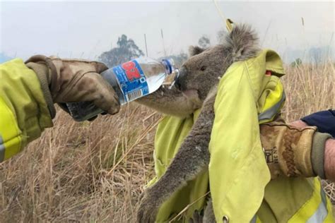 15 Animals Rescued From Australia Bushfires To Melt Your Heart ...