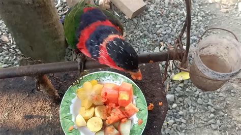 Kasih makan buah buahan untuk burung nuri kepala hitam kesayangan - YouTube