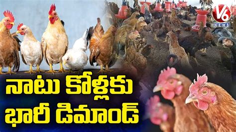 Huge Demand For Natu Kodi To Boost Immunity V6 News