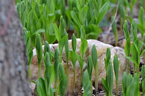 3 more photos view gallery. Polygonatum humile | JardinsLeeds | Flickr