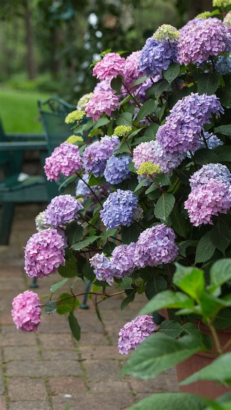 Check spelling or type a new query. Deadhead Your Blooms | Hydrangea not blooming, Endless ...