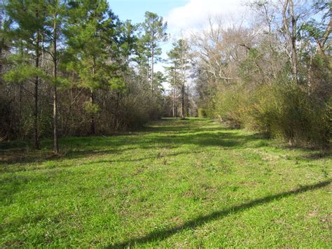 Hunting Land For Sale In South Georgia 11 Agri Land Realty Llc