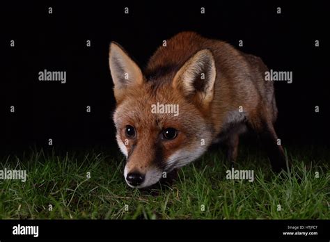 Fox Prowling For Food In A London Garden At Night Stock Photo Alamy