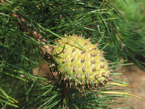 Pinus Pungens Table Mountain Pine Prickly Pine The Dawes Arboretum