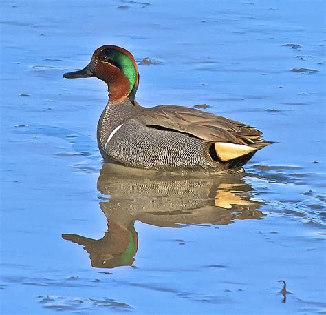 Male Green Winged Teal Photograph By Constantine Gregory Fine Art America