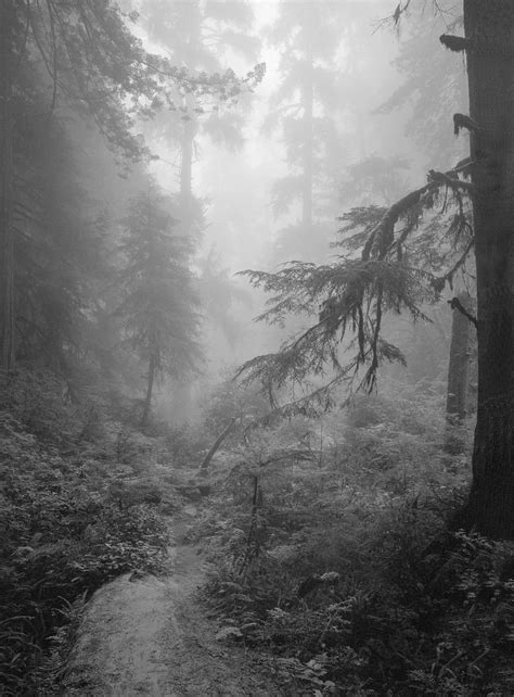 Foggy Forest 1 © 1971 Clyde Butcher Black And White Fine Art Photography