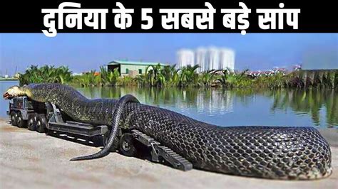 दुनिया के 5 सबसे बड़े सांप 5 Largest Snakes In The World Youtube