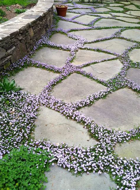 Flowering Ground Cover Between Flagstone Pavers 42