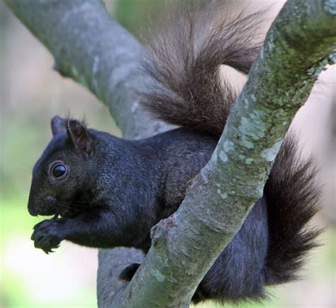 The Mystery Of The Black Squirrel Myths And Realities Of Th Flickr