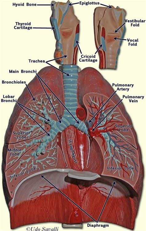 Respiratory Model Lung Anatomy Medical Anatomy Body Anatomy