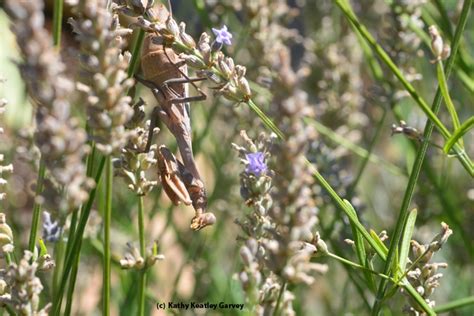 Find The Praying Mantis Bug Squad Anr Blogs