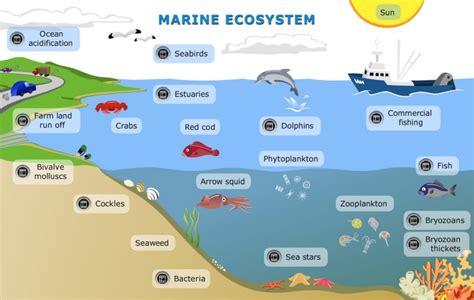 Marine Life Classification Chart Ocean Zones Marine Biology Marine My