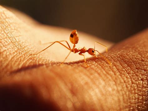 How Do Ants Bite PLICKER News Health Helpers Guide Faq