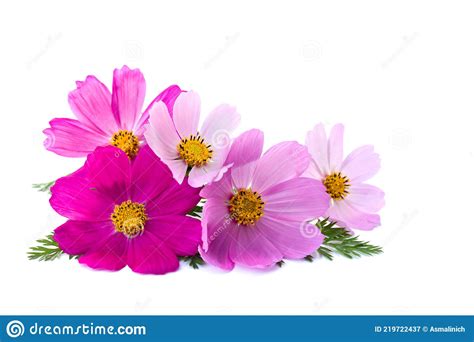 Pink Cosmos Flower Isolated On A White Background With Space For Text