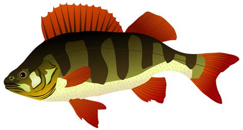 Over 220 categories of clipart. Bass Fish Clipart at GetDrawings | Free download