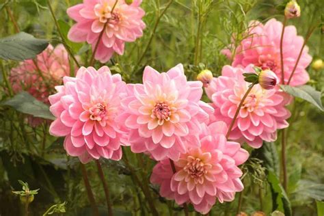 How To Take Care Of The Dahlia Flower For Beginner Gardeners