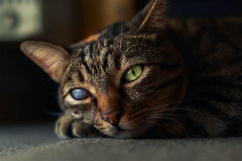 Glaucoma In Cats Causes Symptoms And Treatment Cat World