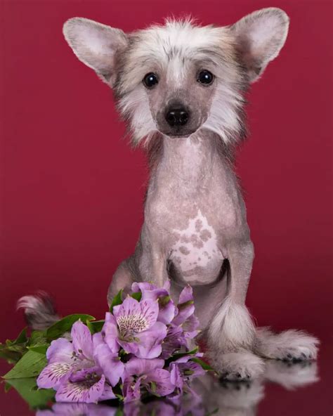 15 Historical Facts About Chinese Crested Dogs You Might Not Know