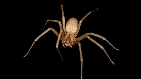 Brown Recluse Spider Bites Are Often Misdiagnosed Shots Health News
